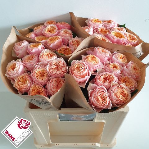 Срезанные цветы оптом Rosa garden vuvuzela от 40шт из Голландии с доставкой по России