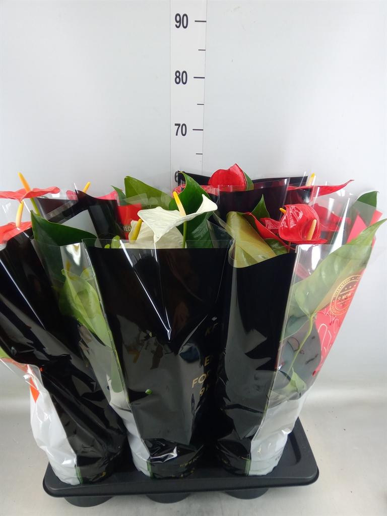 Горшечные цветы и растения оптом Anthurium   ...mix от 6шт из Голландии с доставкой по России