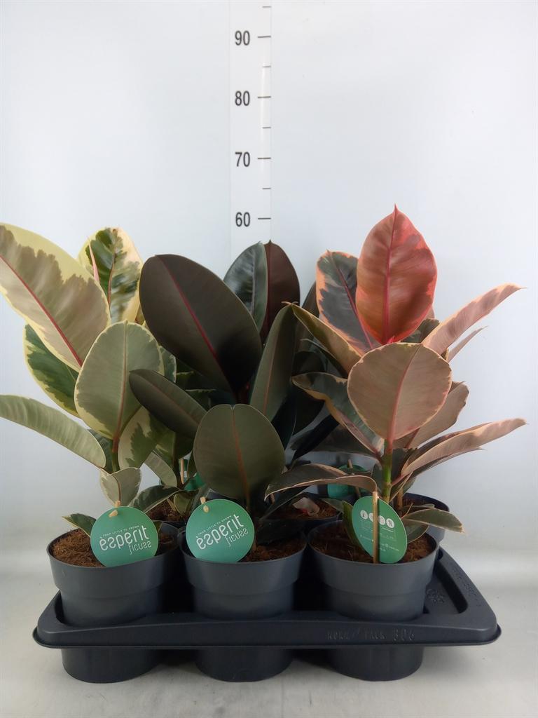 Горшечные цветы и растения оптом Ficus Elastica   ... от 6шт из Голландии с доставкой по России