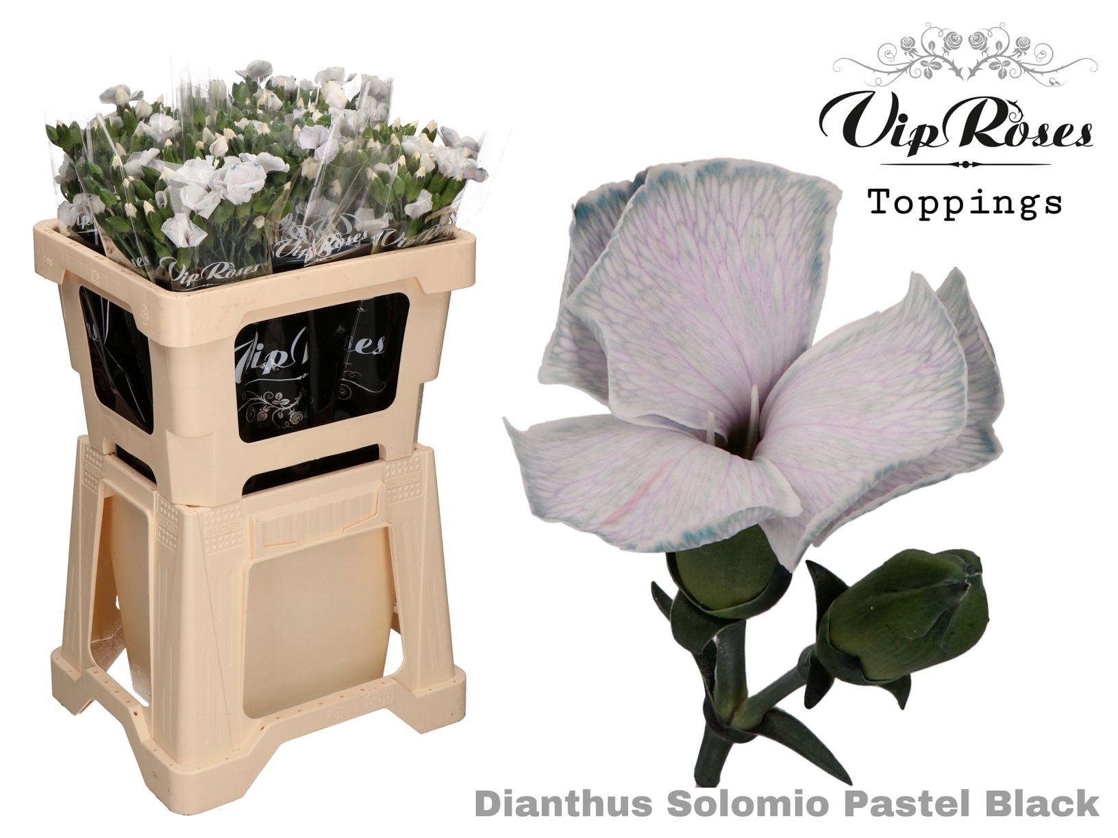 Срезанные цветы оптом Dianthus sp paint solomio pastel black от 60шт из Голландии с доставкой по России