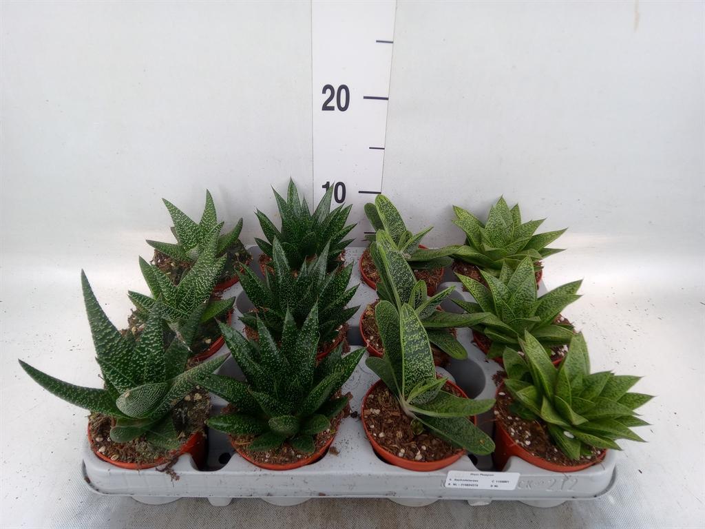 Горшечные цветы и растения оптом Aloe   ...mix от 12шт (для телеги) из Голландии с доставкой по России