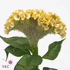Срезанные цветы оптом Celosia act inca от 40шт из Голландии с доставкой по России
