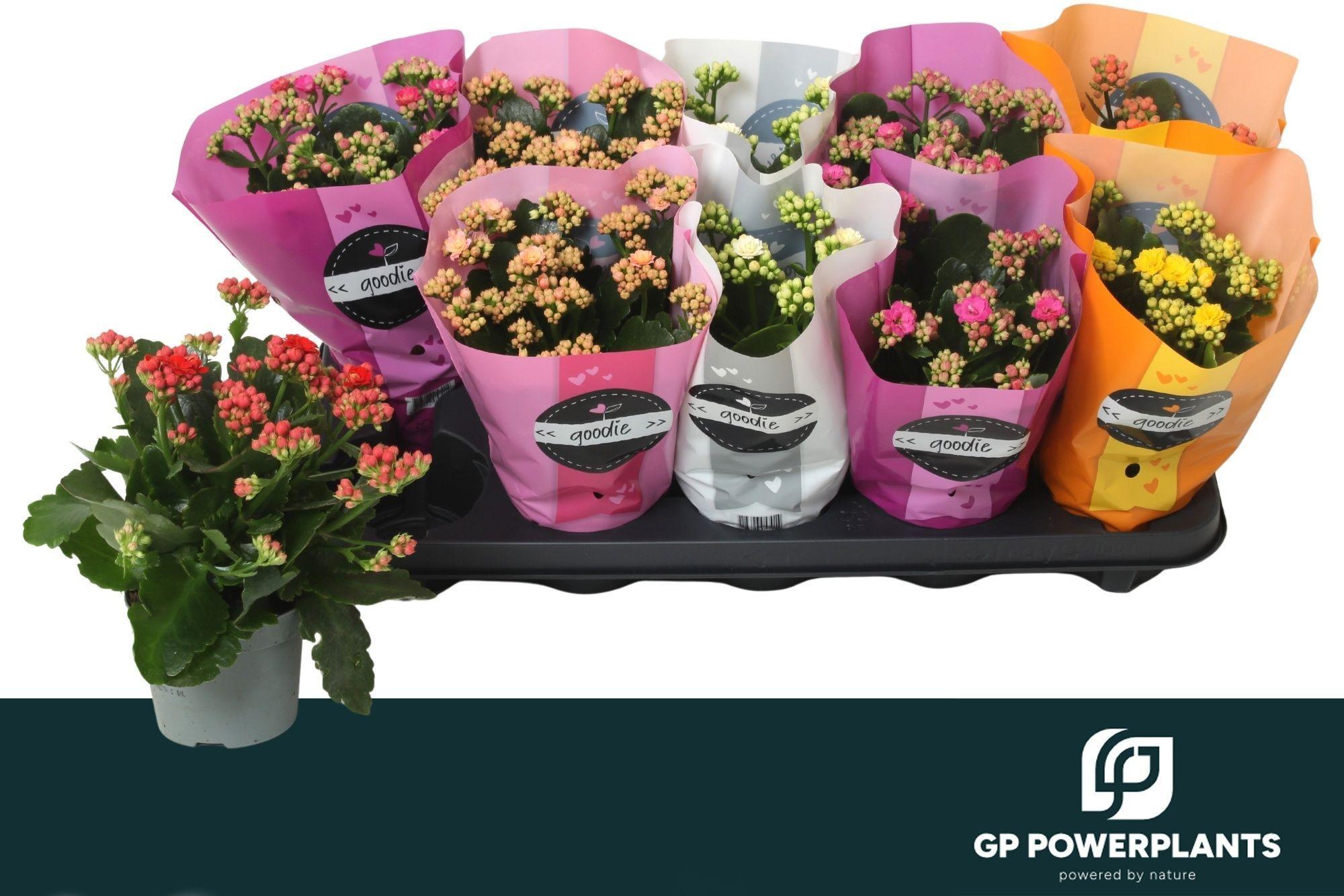 Горшечные цветы и растения оптом Kal Ge Perf Gem 6 Kl от 10шт из Голландии с доставкой по России