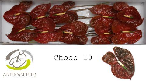 Срезанные цветы оптом Anthurium choco от 10шт из Голландии с доставкой по России