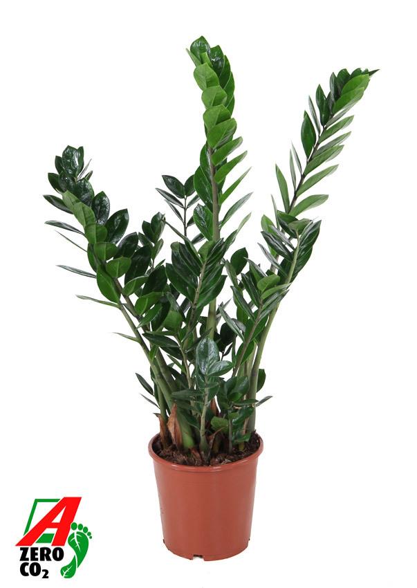 Горшечные цветы и растения оптом Zamioculcas 10+ от 1шт из Голландии с доставкой по России