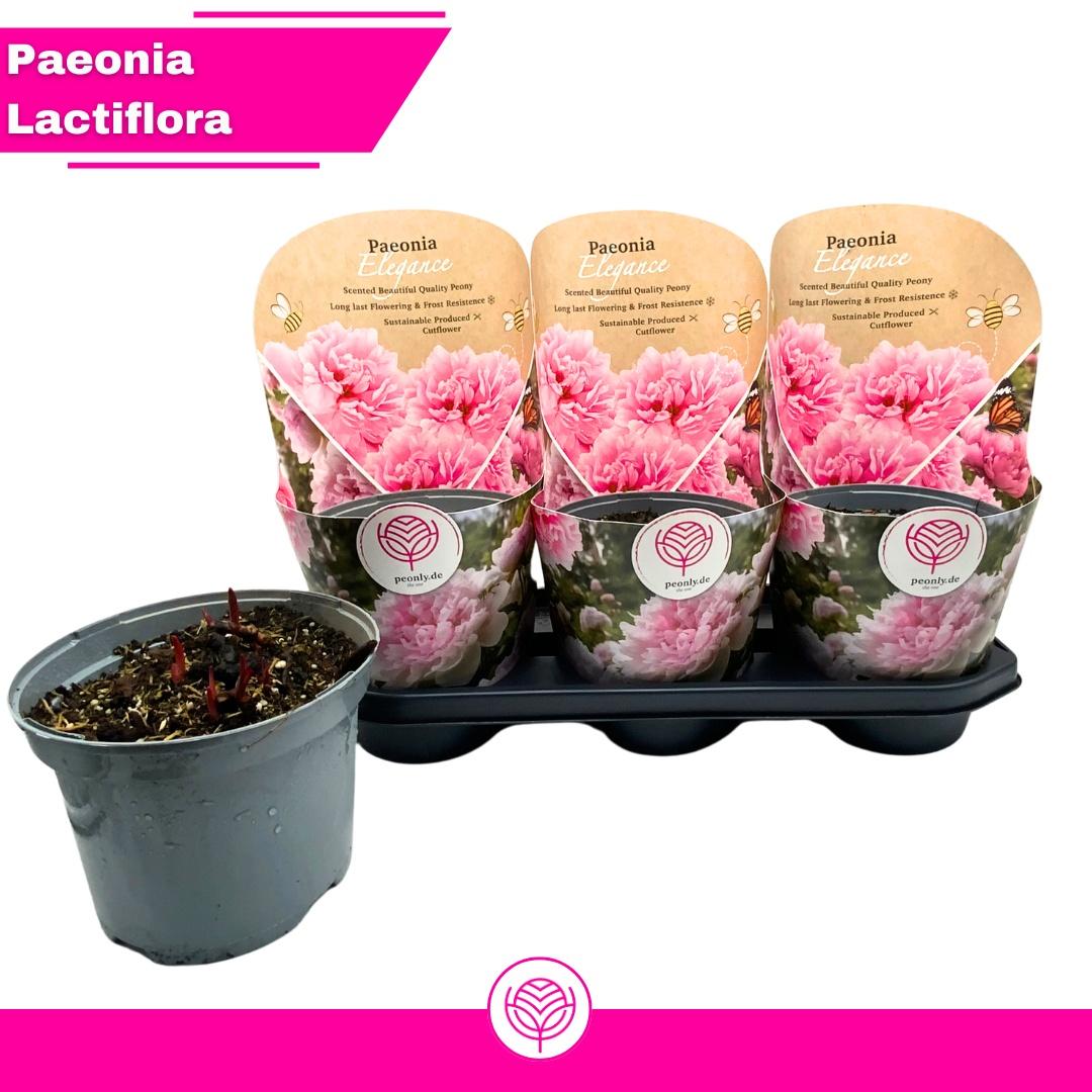 Горшечные цветы и растения оптом Paeonia Ov от 3шт из Голландии с доставкой по России