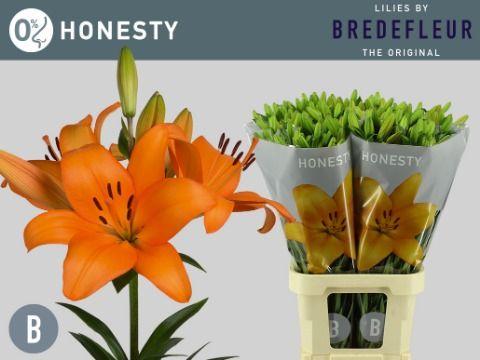 Срезанные цветы оптом Lilium la honesty A от 80шт из Голландии с доставкой по России