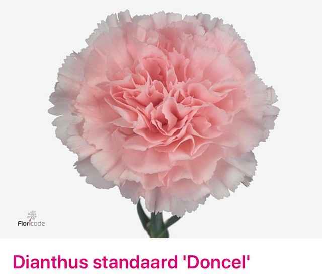 Срезанные цветы оптом Dianthus st doncel от 80шт. из Голландии с доставкой по России