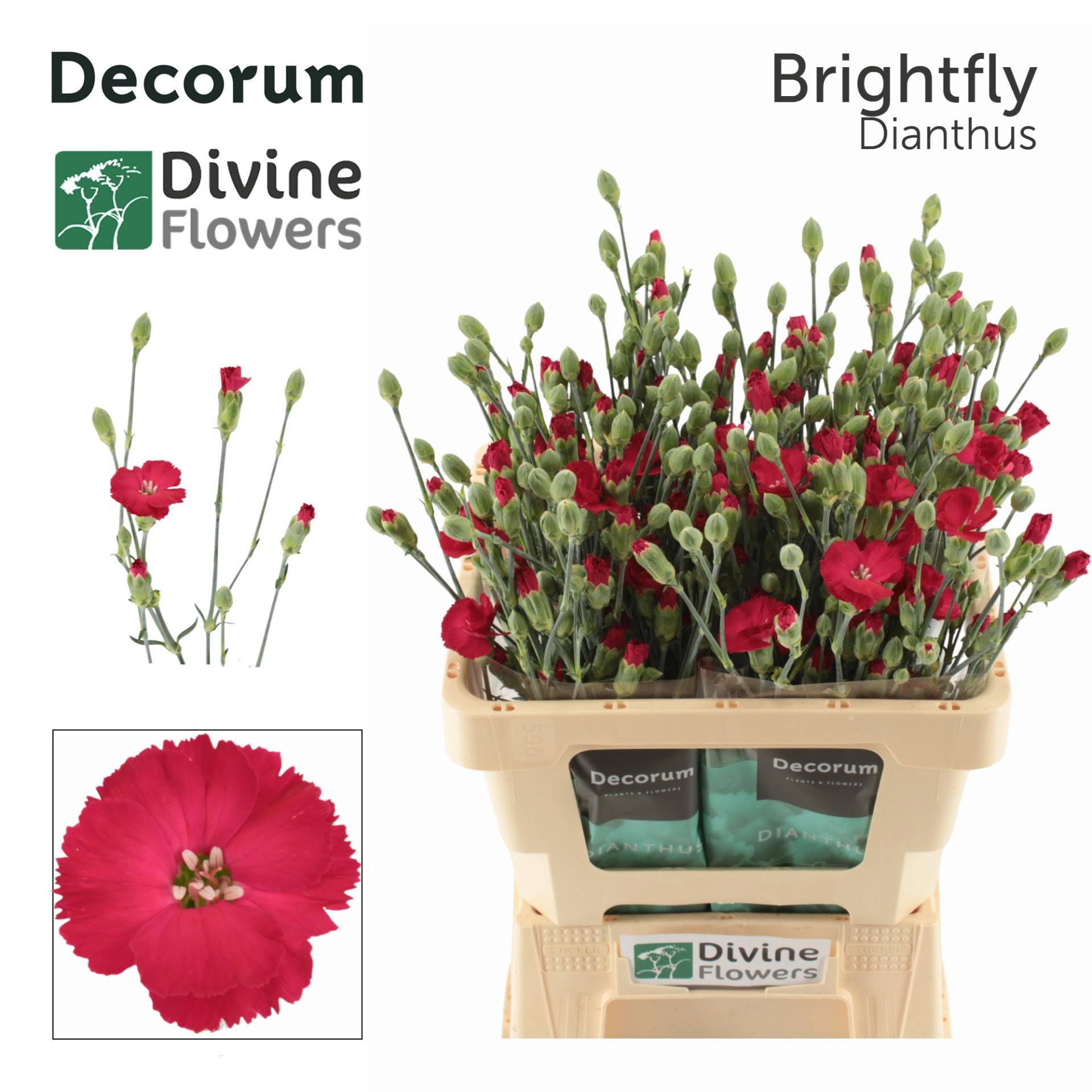 Срезанные цветы оптом Dianthus sp solandis brightfly от 60шт из Голландии с доставкой по России