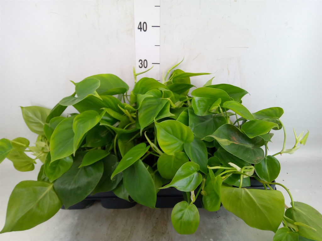 Горшечные цветы и растения оптом Philodendron Scand. от 10шт из Голландии с доставкой по России