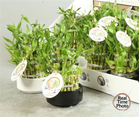 Горшечные цветы и растения оптом Dra Lucky Bamboo 3 Rings от 13шт из Голландии с доставкой по России