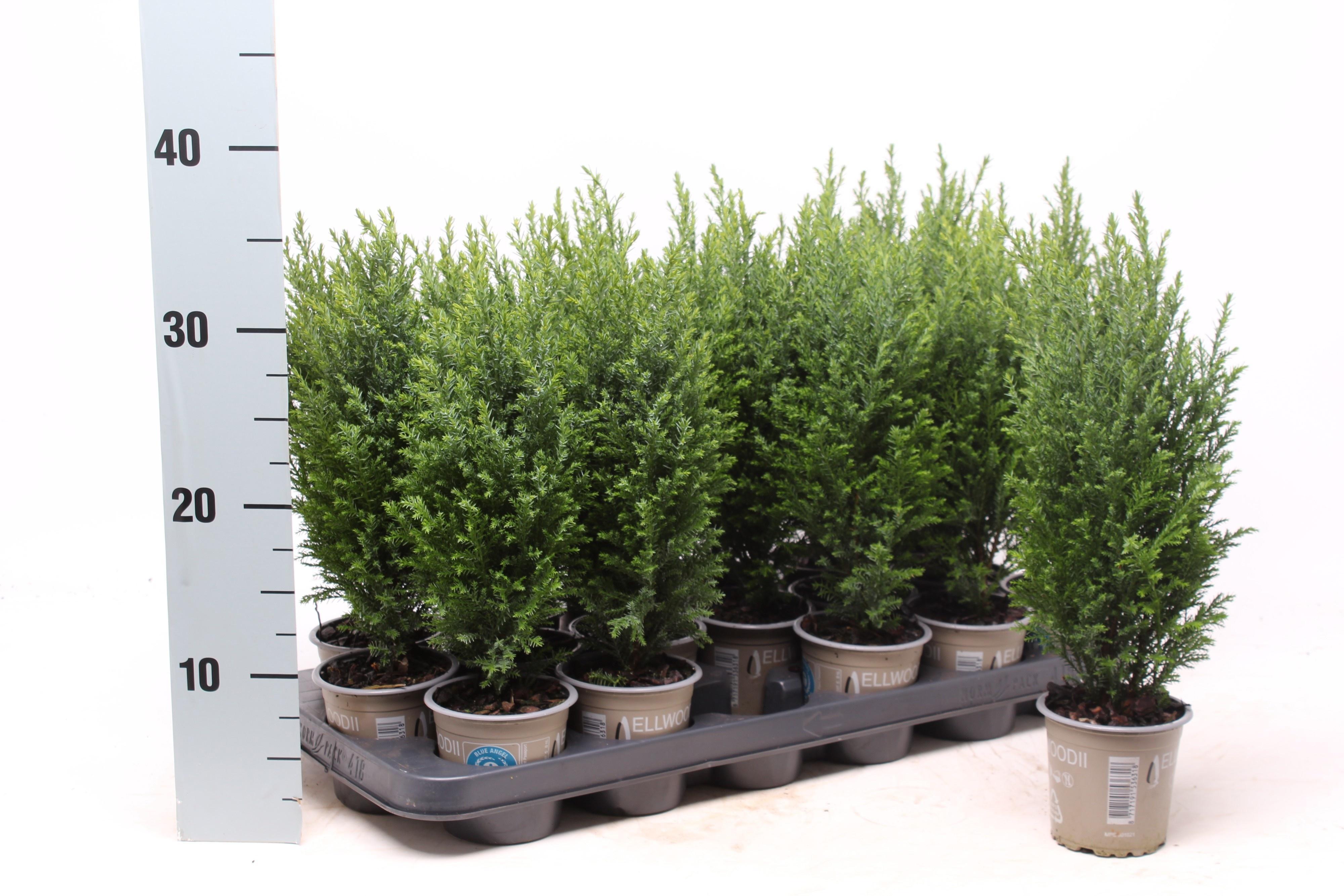 Горшечные цветы и растения оптом Chamaecyparis Laws Ellwoodii от 18шт (для телеги) из Голландии с доставкой по России Горшечные цветы и растения оптом Chamaecyparis Laws Ellwoodii от 18шт (для телеги) из Голландии с доставкой по России