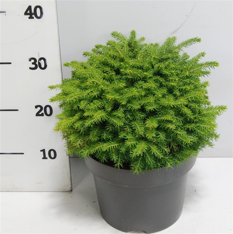 Горшечные цветы и растения оптом Picea Abies Little Gem от 1шт из Голландии с доставкой по России