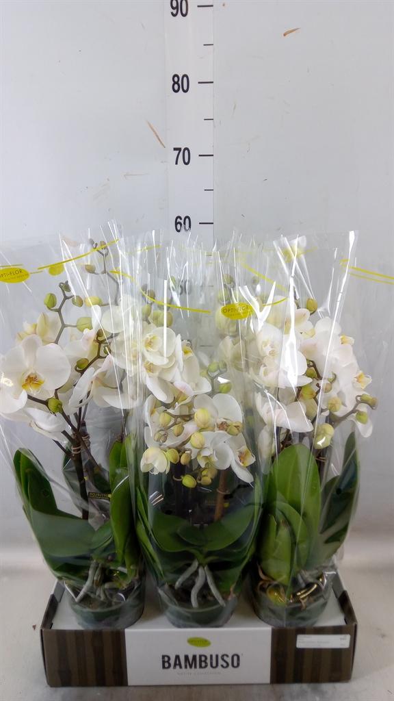 Горшечные цветы и растения оптом Phalaenopsis   ...white от 6шт из Голландии с доставкой по России