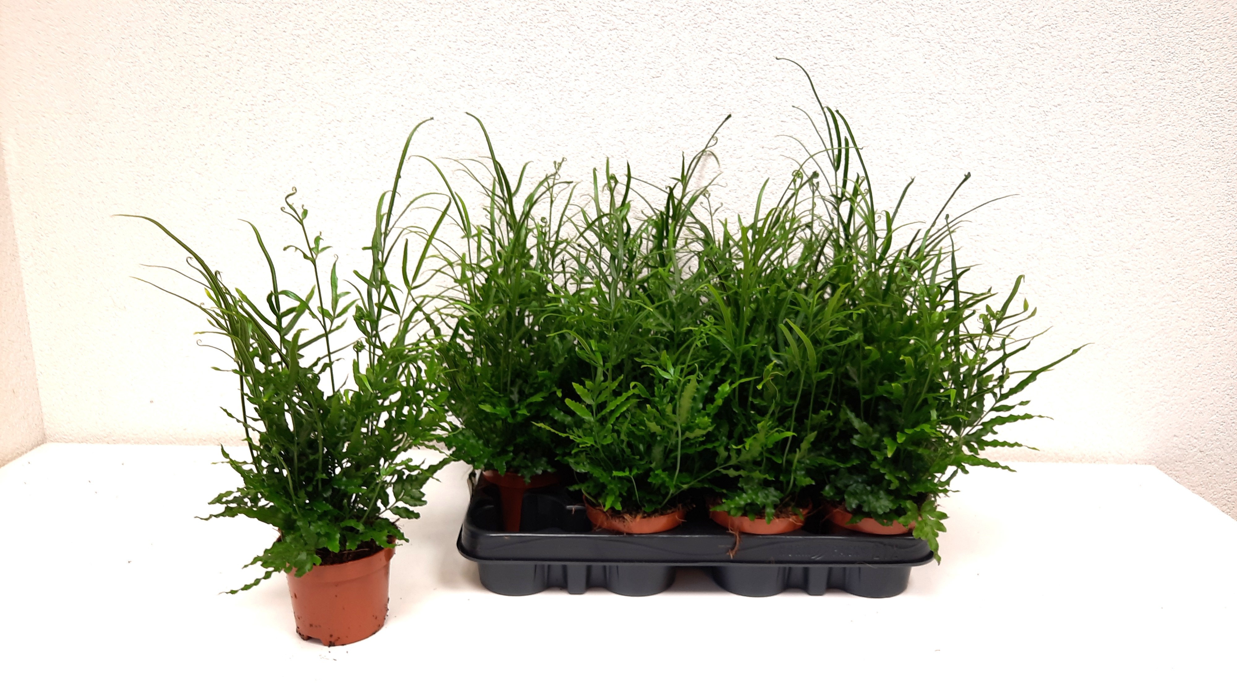 Горшечные цветы и растения оптом Pteris Ensiformis от 12шт (для телеги) из Голландии с доставкой по России