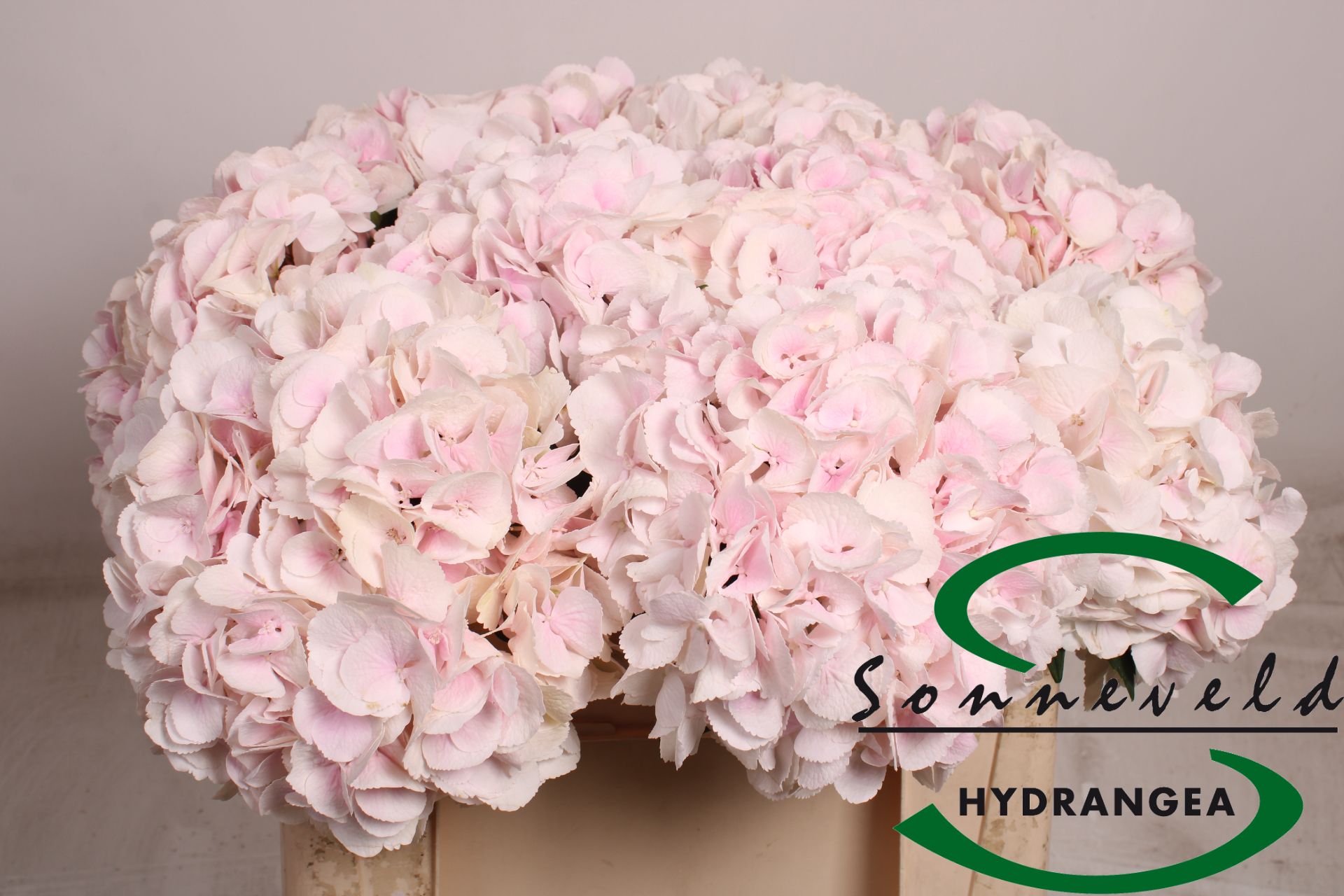 Срезанные цветы оптом Hydrangea sweet verena от 10шт из Голландии с доставкой по России