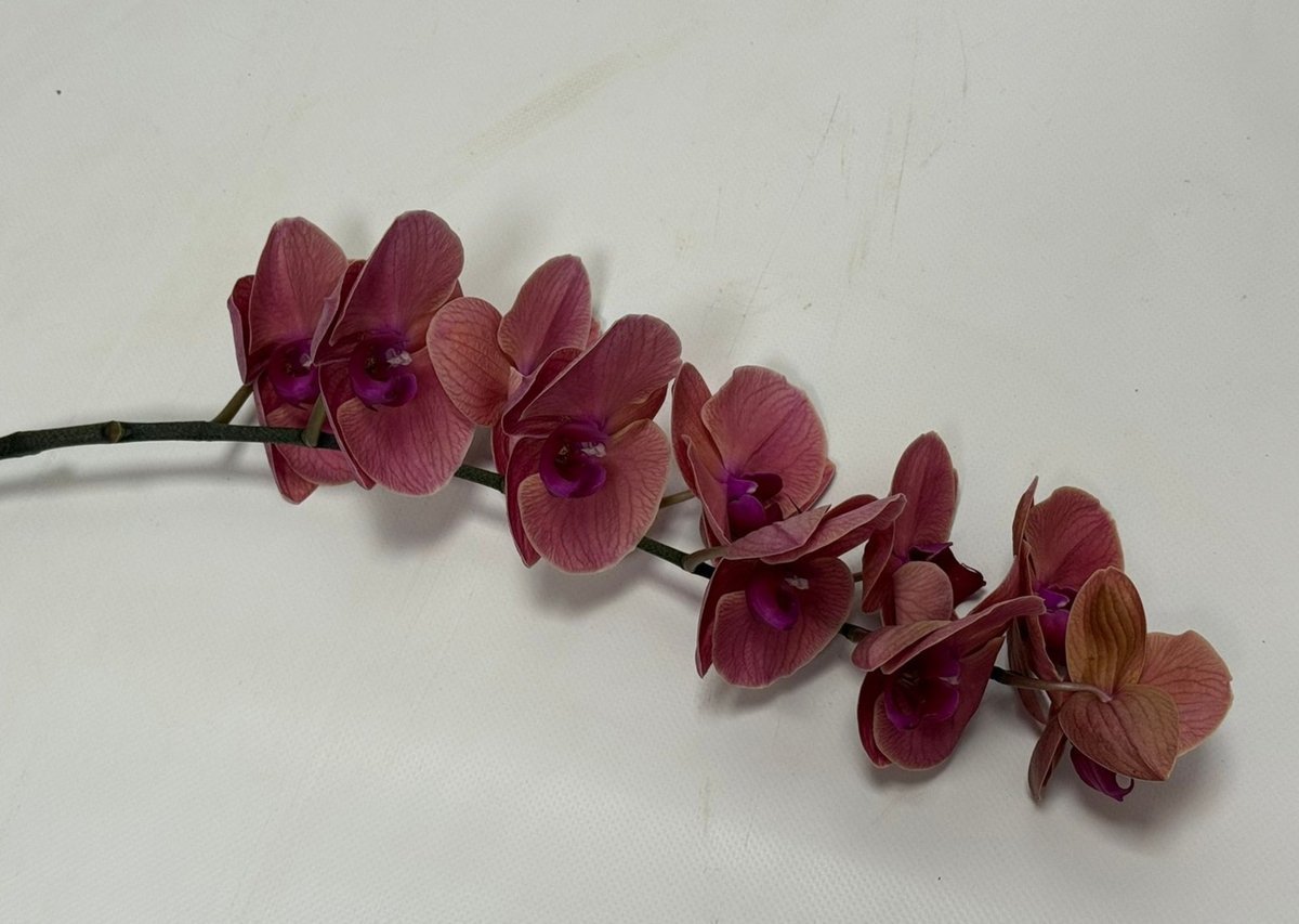 Срезанные цветы оптом Phalaenopsis asian coral (per stem) от 6шт.. из Голландии с доставкой по России