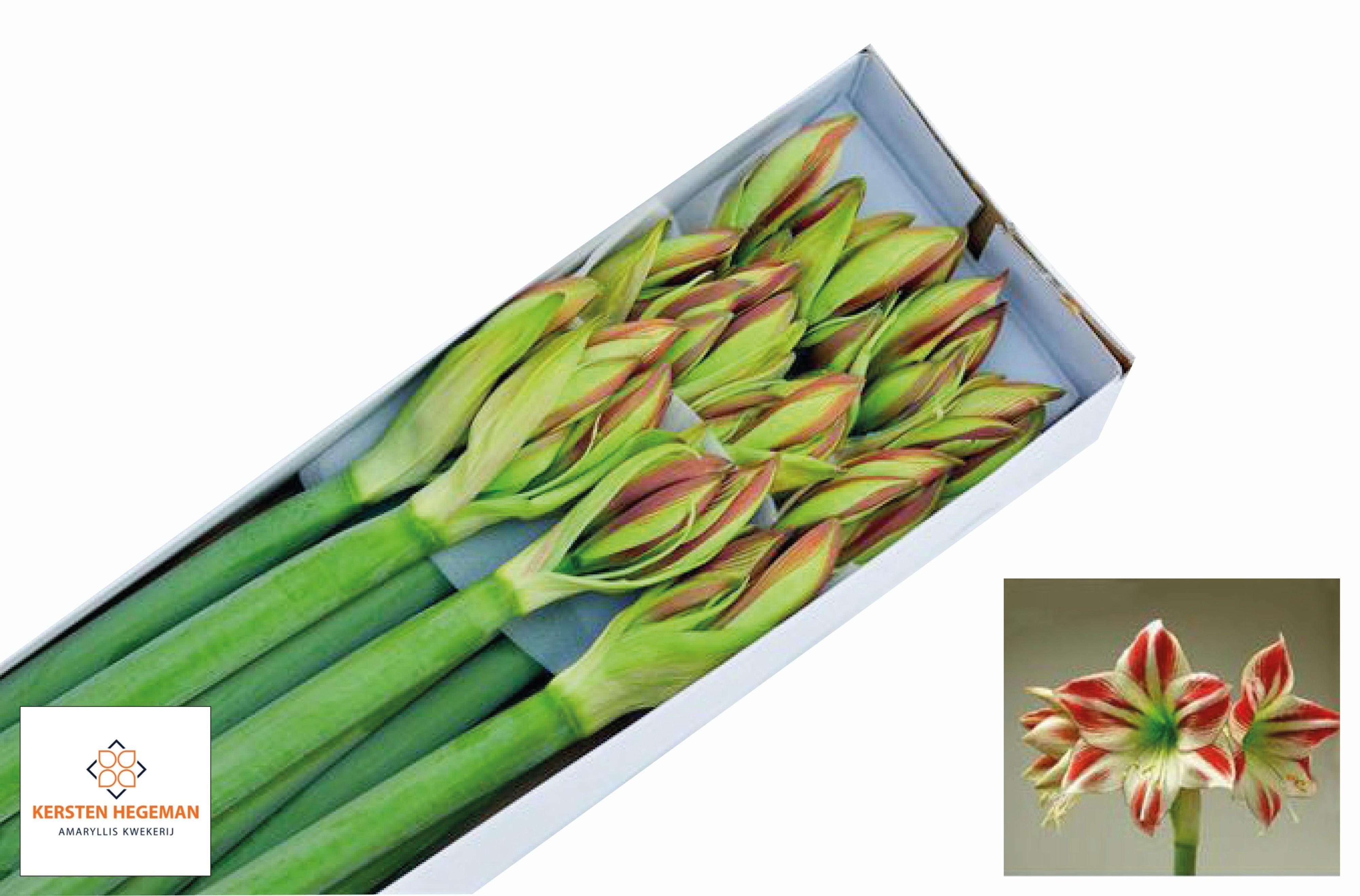 Срезанные цветы оптом Hippeastrum ambiance от 12шт из Голландии с доставкой по России