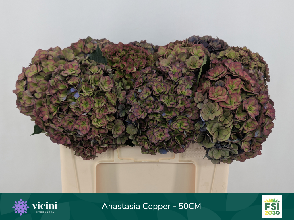 Срезанные цветы оптом Hydrangea royal anastasia classic от 10шт из Голландии с доставкой по России