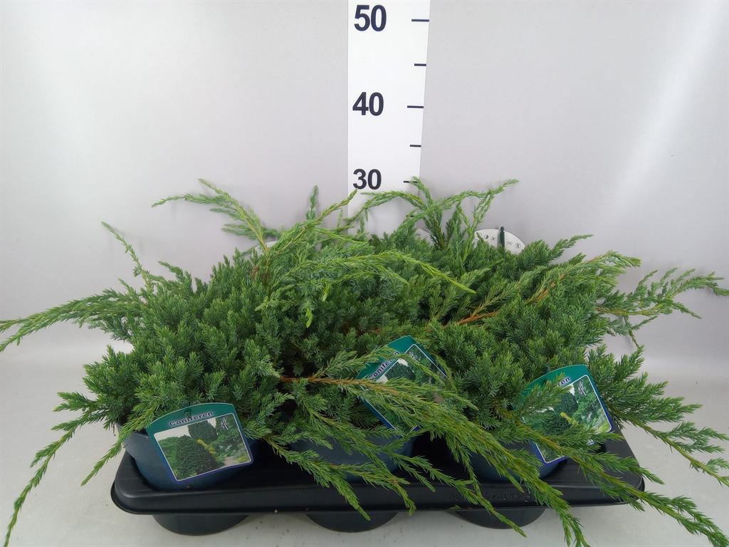 Горшечные цветы и растения оптом Juniperus Squamata blue Carpet от 6шт из Голландии с доставкой по России