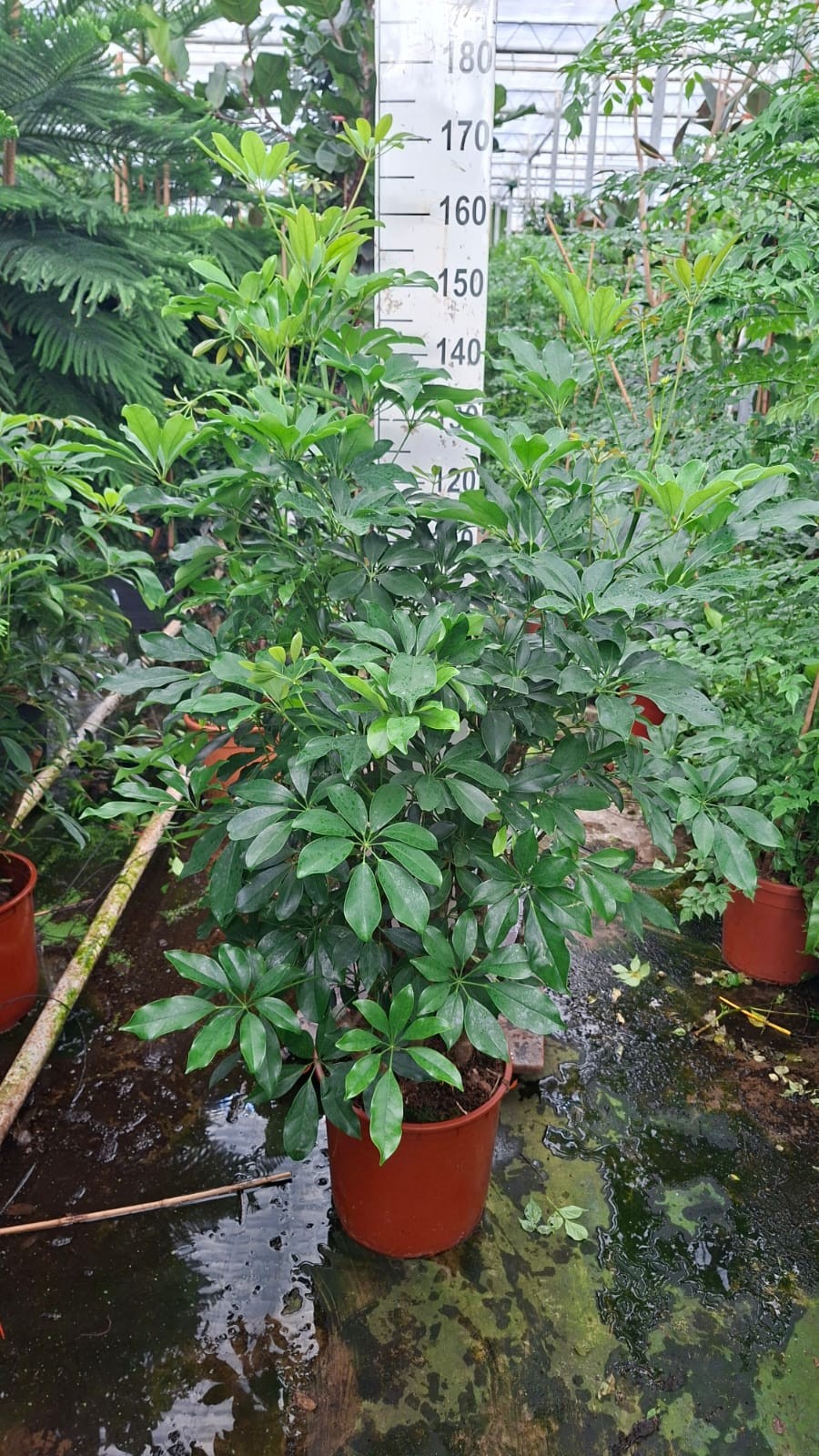 Горшечные цветы и растения оптом Schefflera Compacta Branched Bush от 1шт из Голландии с доставкой по России