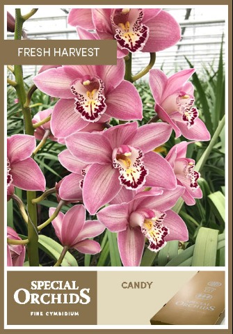 Срезанные цветы оптом Cymbidium pink candy от 9шт. из Голландии с доставкой по России