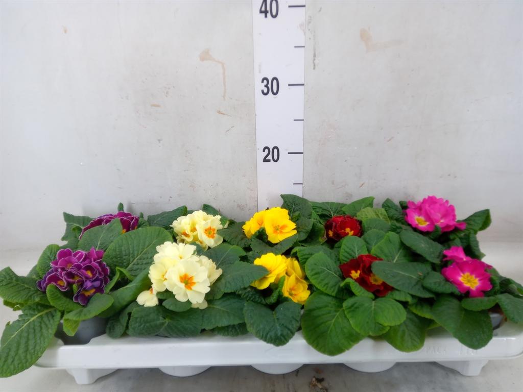 Горшечные цветы и растения оптом Primula Ac.   ...mix от 10шт из Голландии с доставкой по России