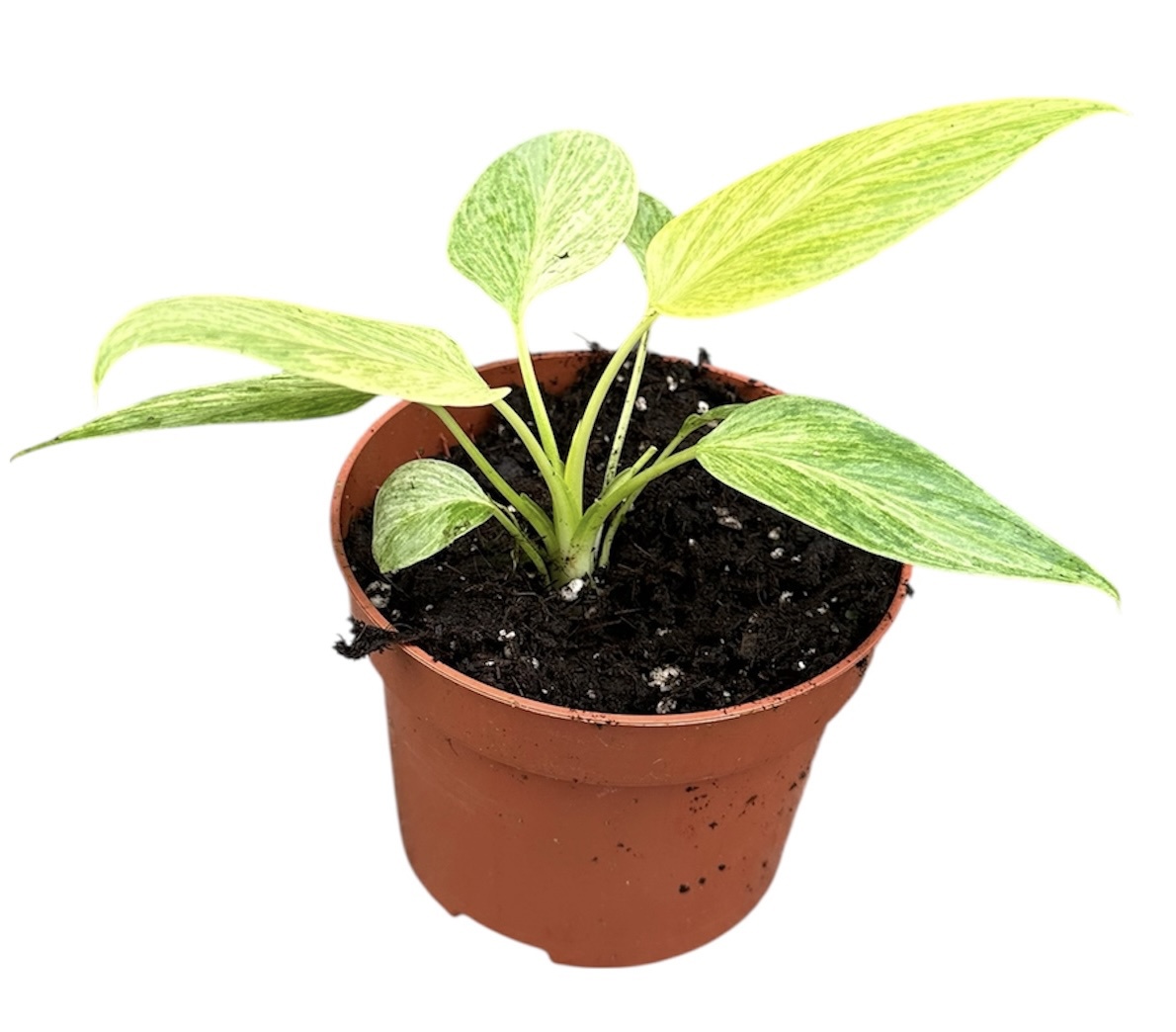 Горшечные цветы и растения оптом Homalomena Sulcata Cream Frost от 1шт из Голландии с доставкой по России