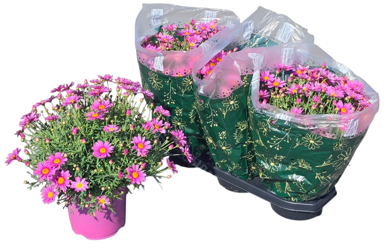 Горшечные цветы и растения оптом Arg от 3шт из Голландии с доставкой по России