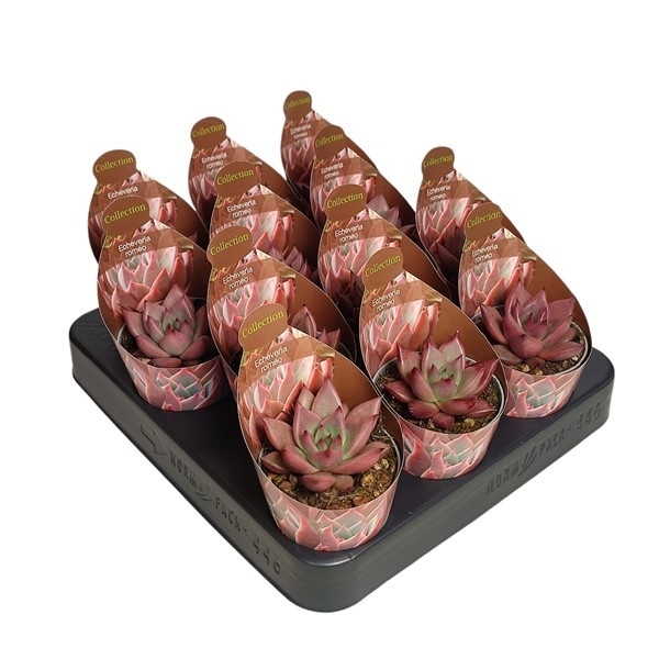 Горшечные цветы и растения оптом Echeveria Agavoides Romeo Potcover от 12шт (для телеги) из Голландии с доставкой по России