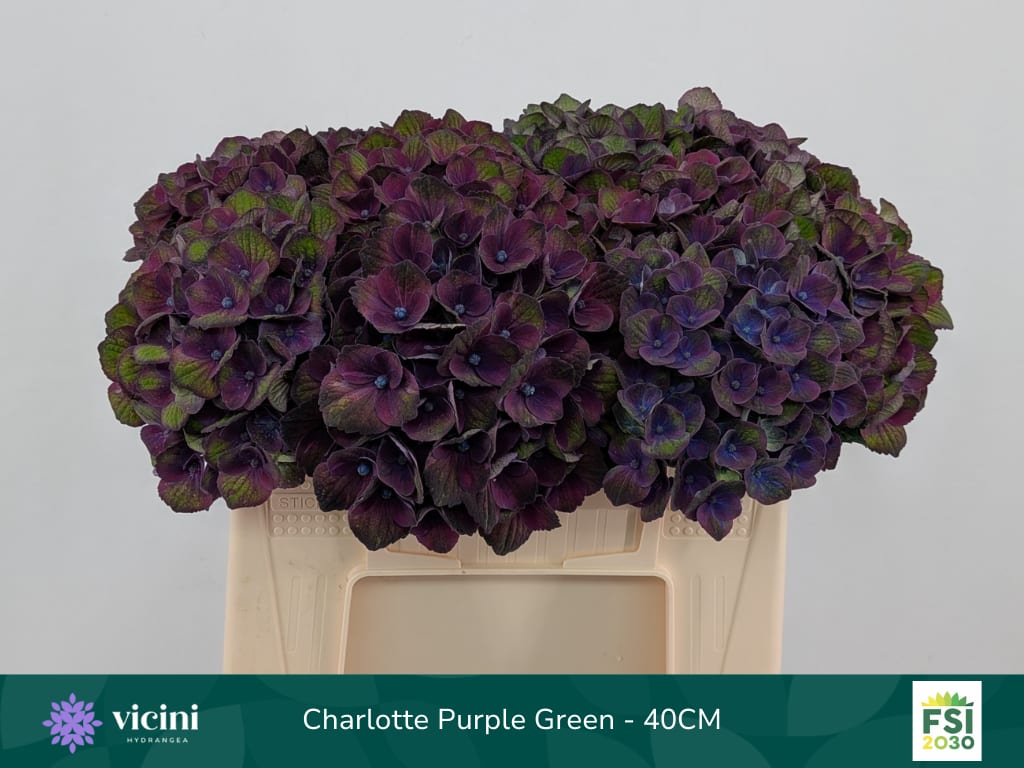 Срезанные цветы оптом Hydrangea mag charlotte blue от 10шт из Голландии с доставкой по России