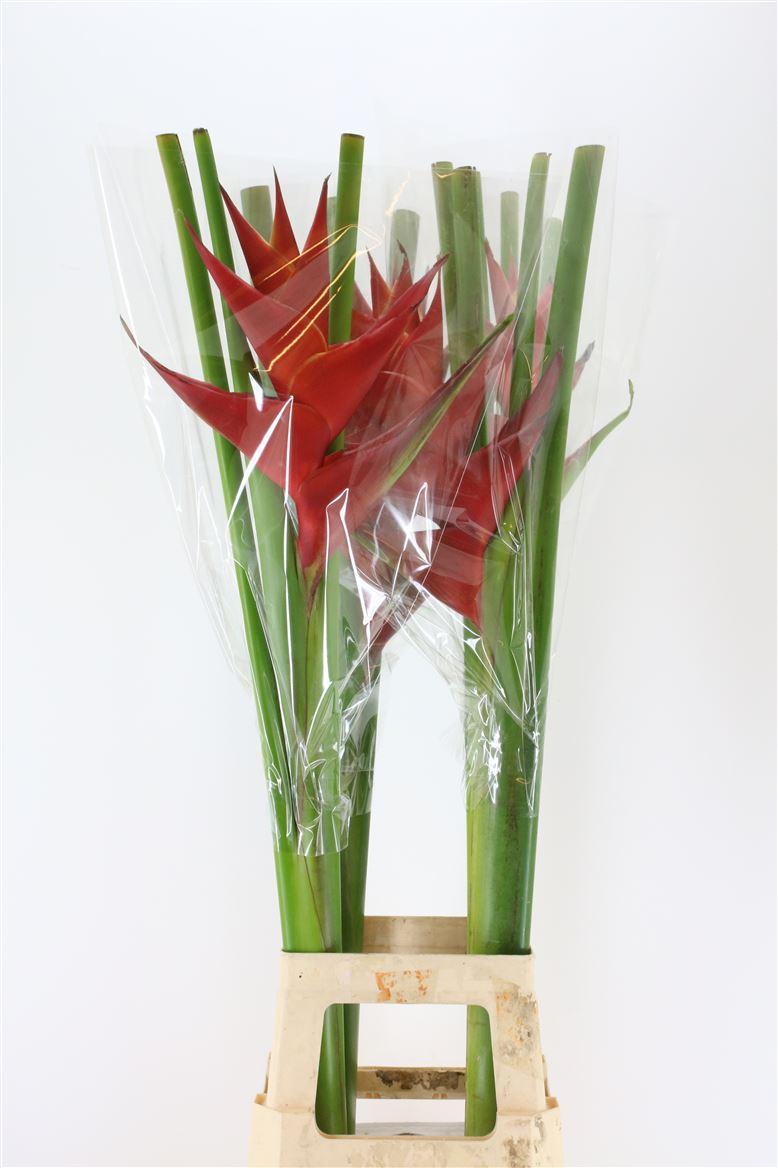 Срезанные цветы оптом Heliconia car purpurea от 6шт из Голландии с доставкой по России