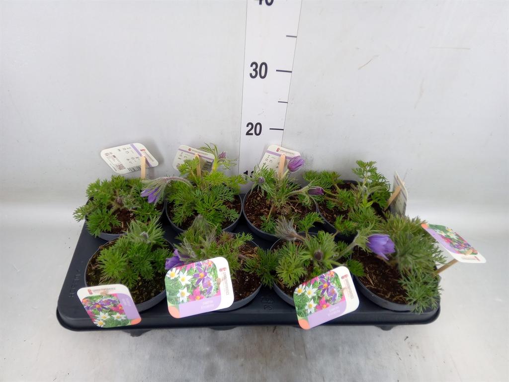 Горшечные цветы и растения оптом Pulsatilla   ... от 8шт из Голландии с доставкой по России