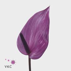 Срезанные цветы оптом Anthurium previa от 16шт из Голландии с доставкой по России