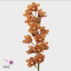 Срезанные цветы оптом Cymbidium bronze mrs britney от 6шт из Голландии с доставкой по России