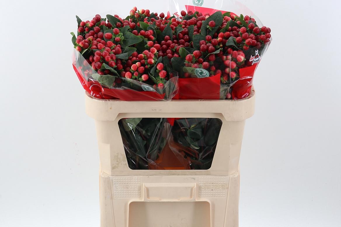 Срезанные цветы оптом Hypericum true romance spray от 50шт из Голландии с доставкой по России