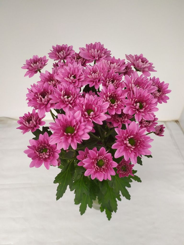 Срезанные цветы оптом Chrys sp prada от 80шт из Голландии с доставкой по России