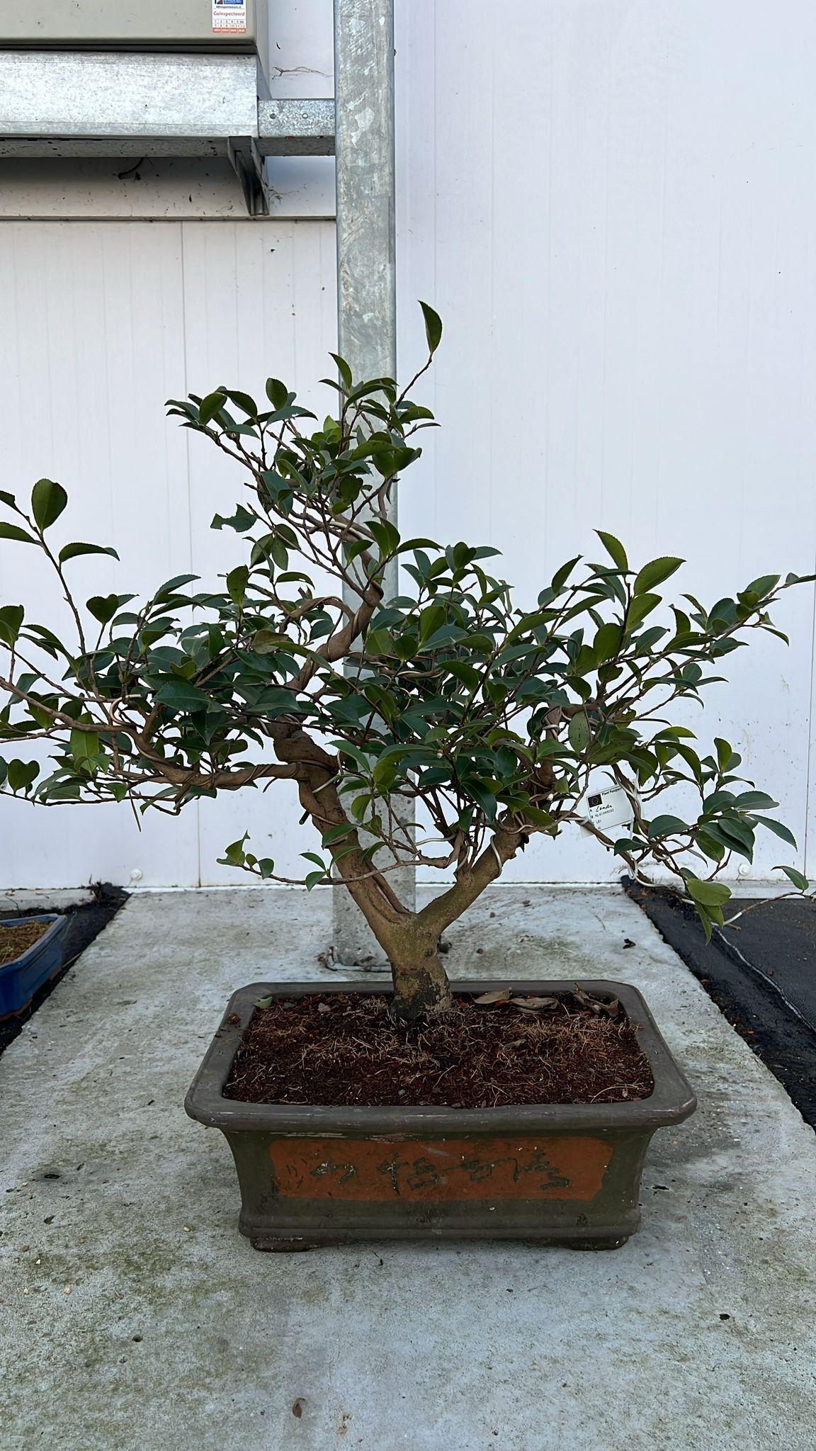 Горшечные цветы и растения оптом Camellia Japonica, Pot 41cm, Height 65cm. (single от 1шт из Голландии с доставкой по России