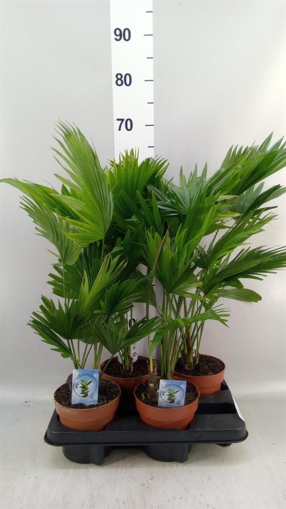 Горшечные цветы и растения оптом Livistona Rotundifolia от 4шт из Голландии с доставкой по России