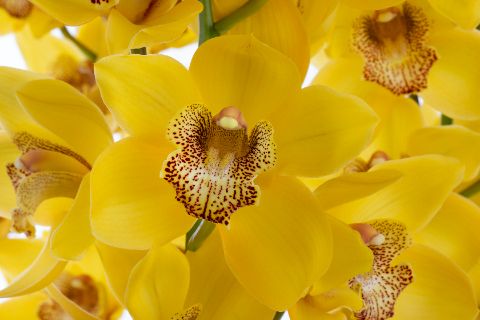 Срезанные цветы оптом Cymbidium yellow oakley от 12шт из Голландии с доставкой по России