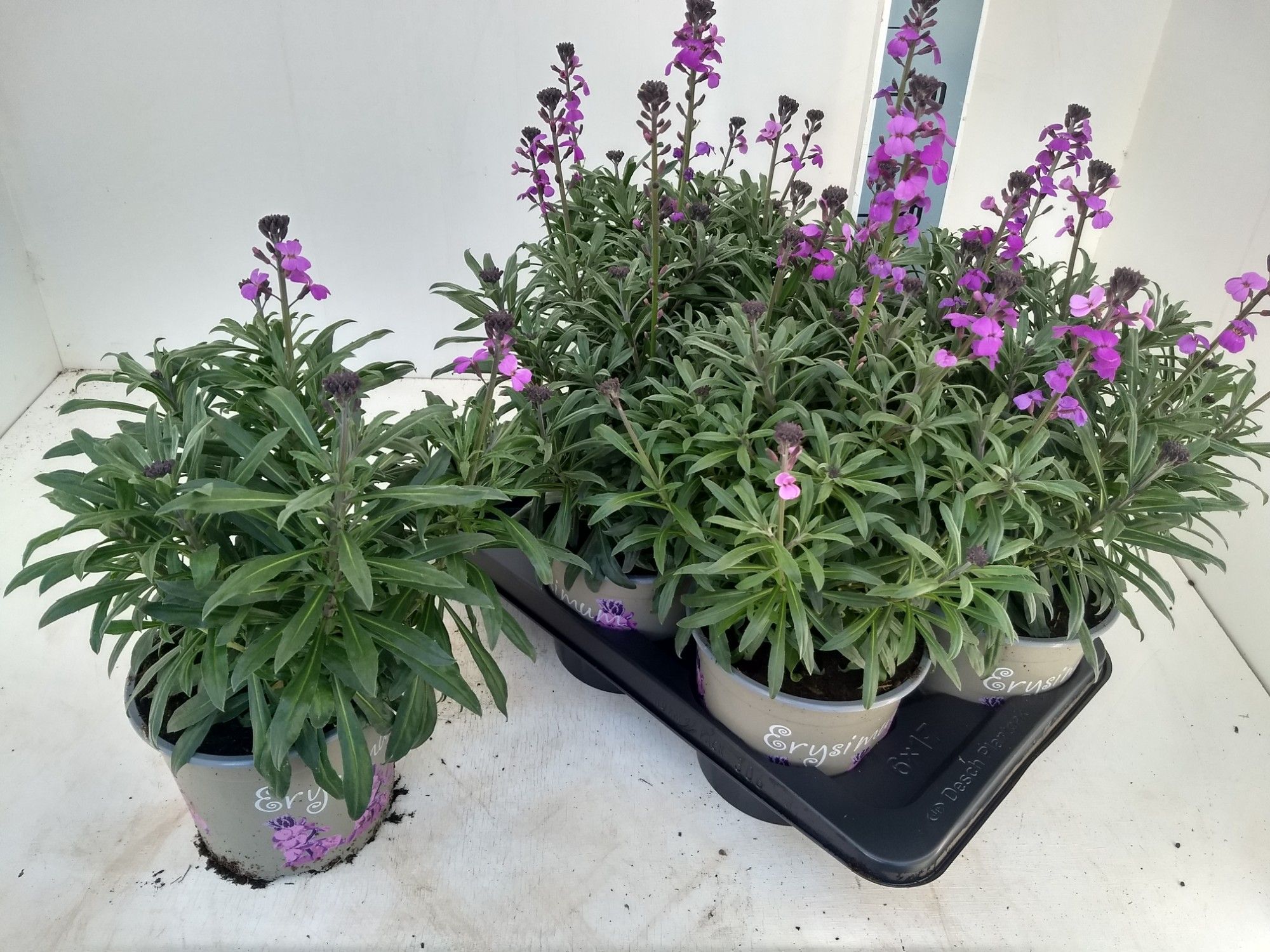Горшечные цветы и растения оптом Erys Linifolium от 6шт из Голландии с доставкой по России