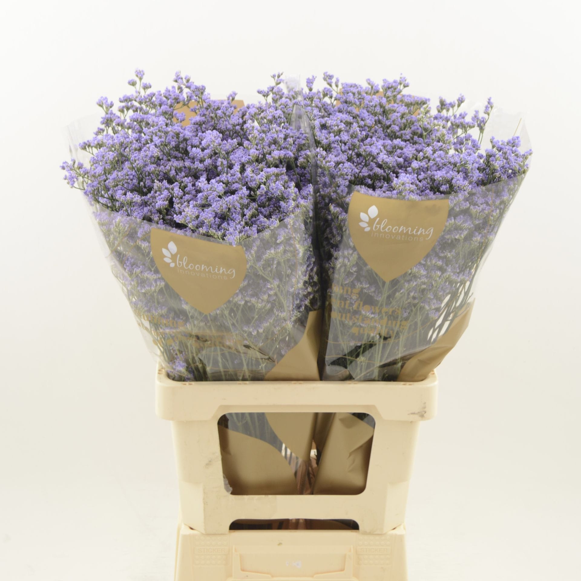 Срезанные цветы оптом Limonium utah blue от 600шт из Голландии с доставкой по России