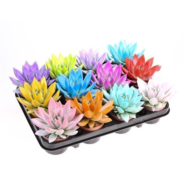 Горшечные цветы и растения оптом Echeveria Rainbow Mix от 12шт из Голландии с доставкой по России