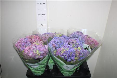 Горшечные цветы и растения оптом ** Hydr M Early Blue 7+ * Spring Deal * от 4шт из Голландии с доставкой по России