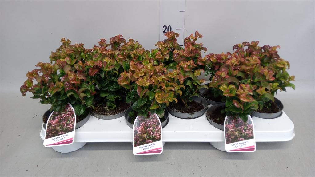Горшечные цветы и растения оптом Leucothoe Axillaris curly Red от 12шт из Голландии с доставкой по России