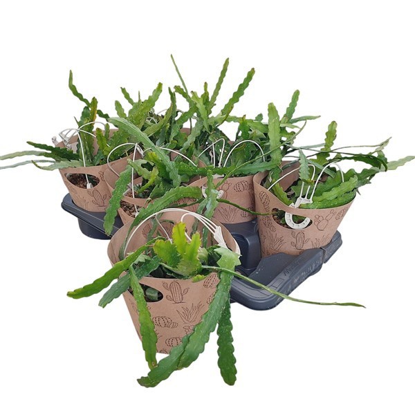 Горшечные цветы и растения оптом Epiphyllum Anguliger In Hanging Basket от 6шт из Голландии с доставкой по России