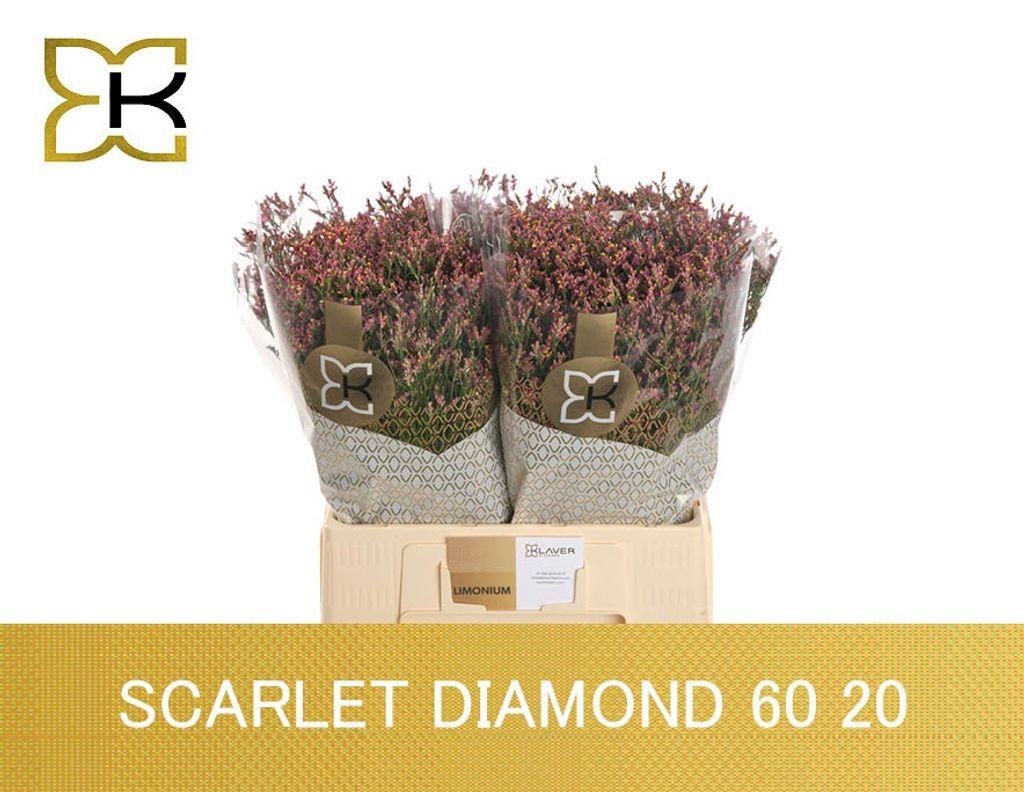 Срезанные цветы оптом Limonium scarlett diamond от 100шт. из Голландии с доставкой по России