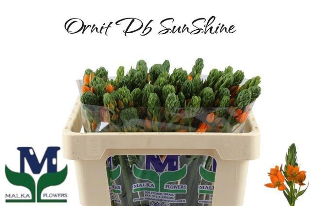 Срезанные цветы оптом Ornithogalum sunshine от 50шт из Голландии с доставкой по России