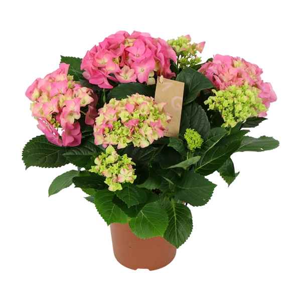 Горшечные цветы и растения оптом Hydrangea Ma Pink 5+ от 6шт из Голландии с доставкой по России