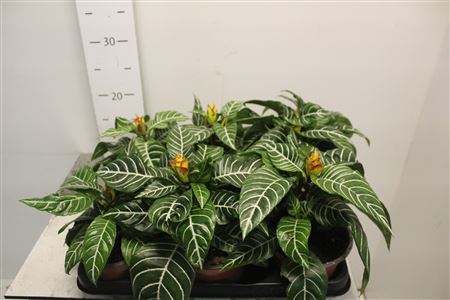 Горшечные цветы и растения оптом Aphel Sq Dania от 6шт из Голландии с доставкой по России